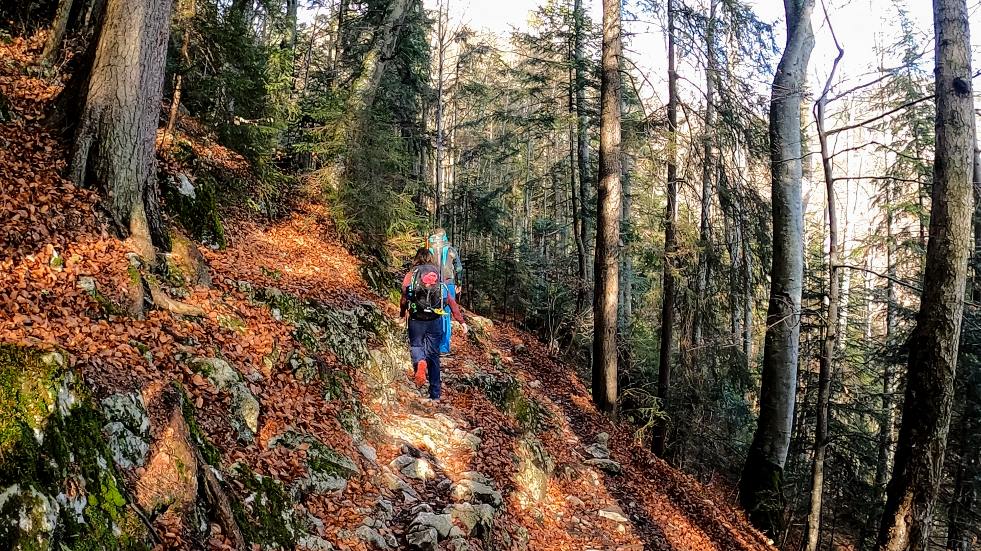 Urcarea prin pădure spre Cabana Curmătura