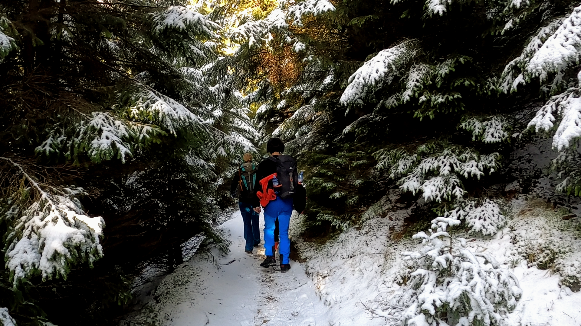 Tunel de brazi, Cabana Curmătura, Piatra Craiului