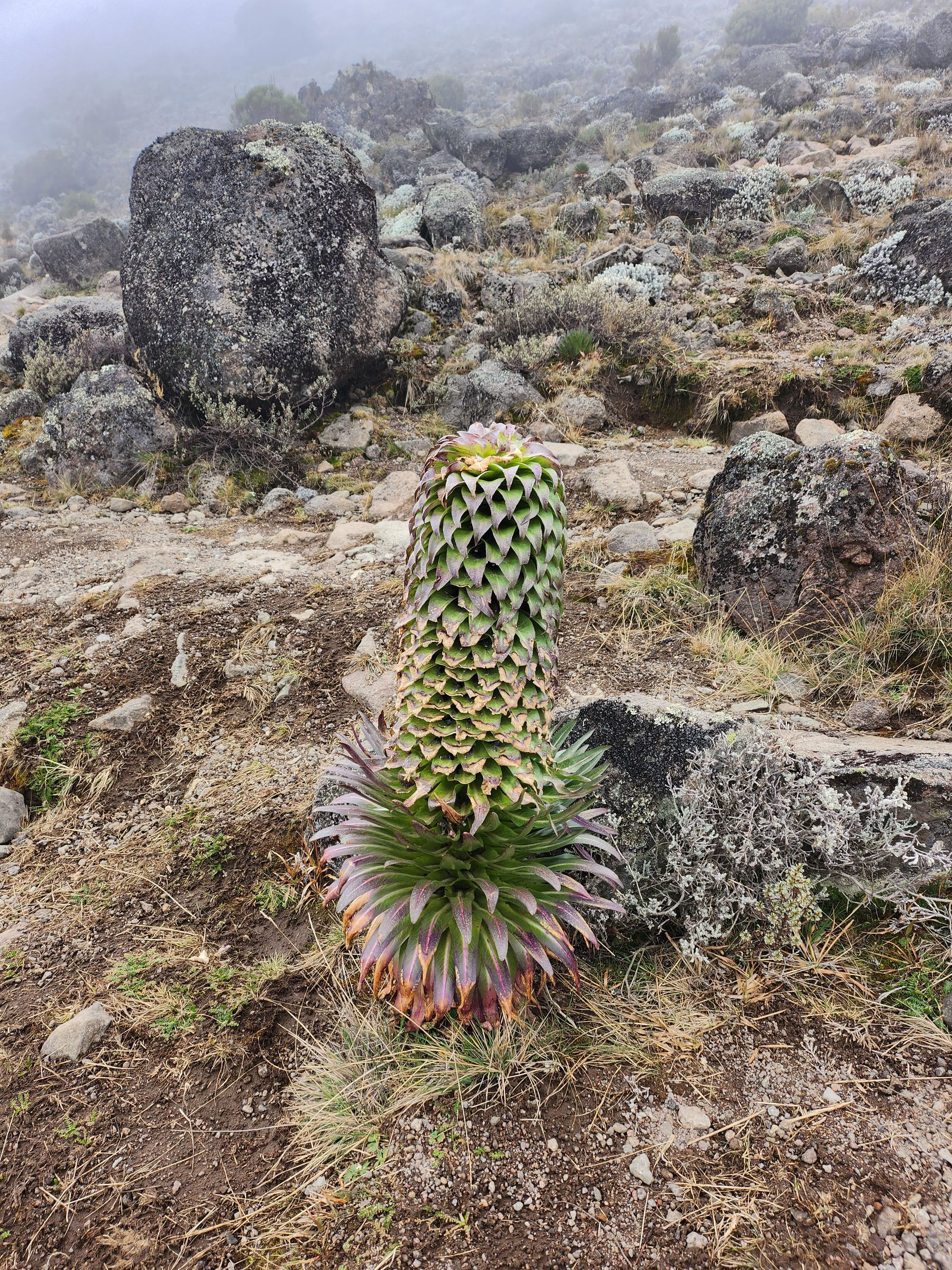 Plimbare pe Kilimanjaro. Vârful Uhuru (5895 m) - cel mai înalt din Tanzania