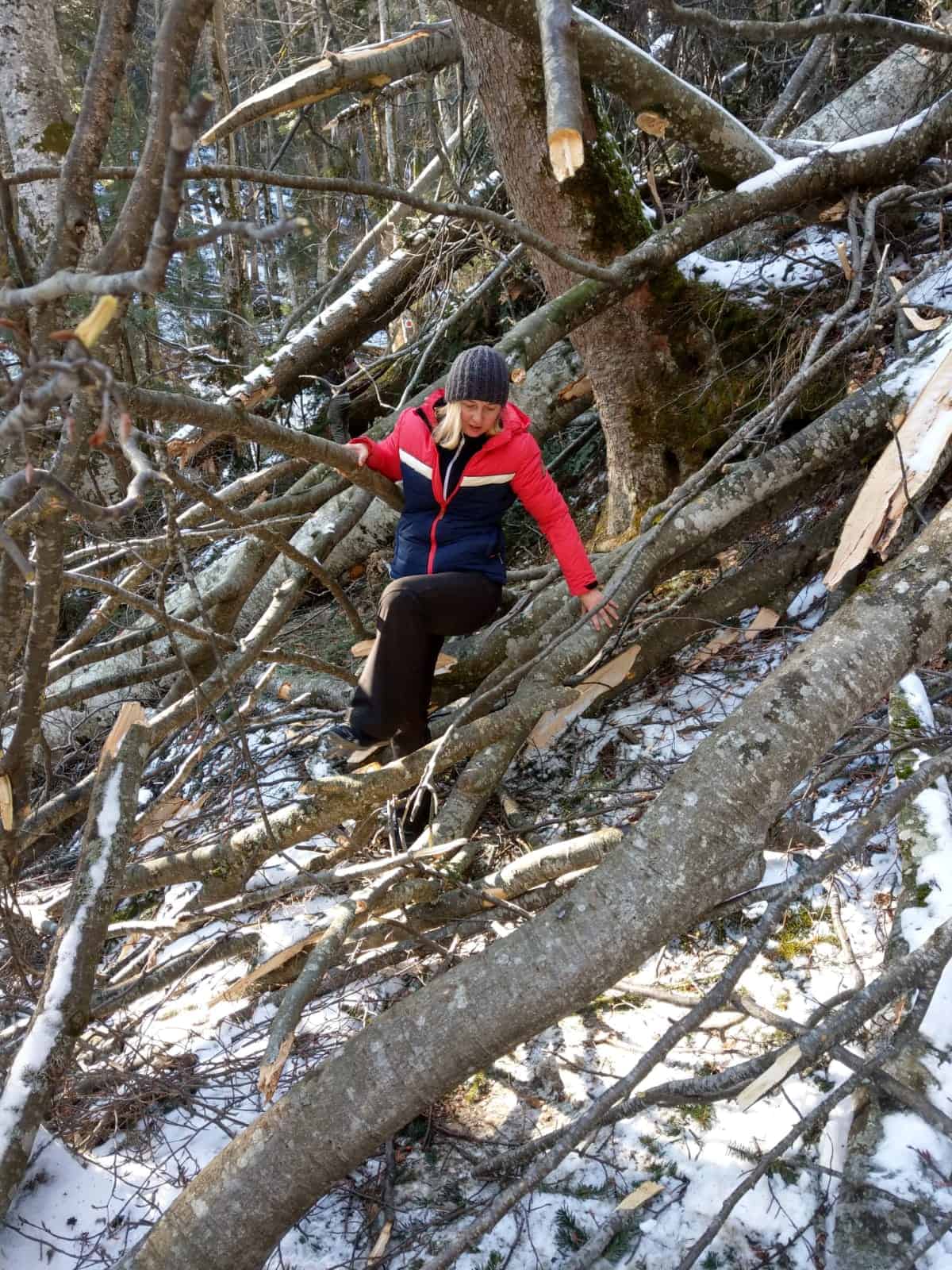 Bucegi: Cascada Urlătoarea - copaci căzuți pe traseu