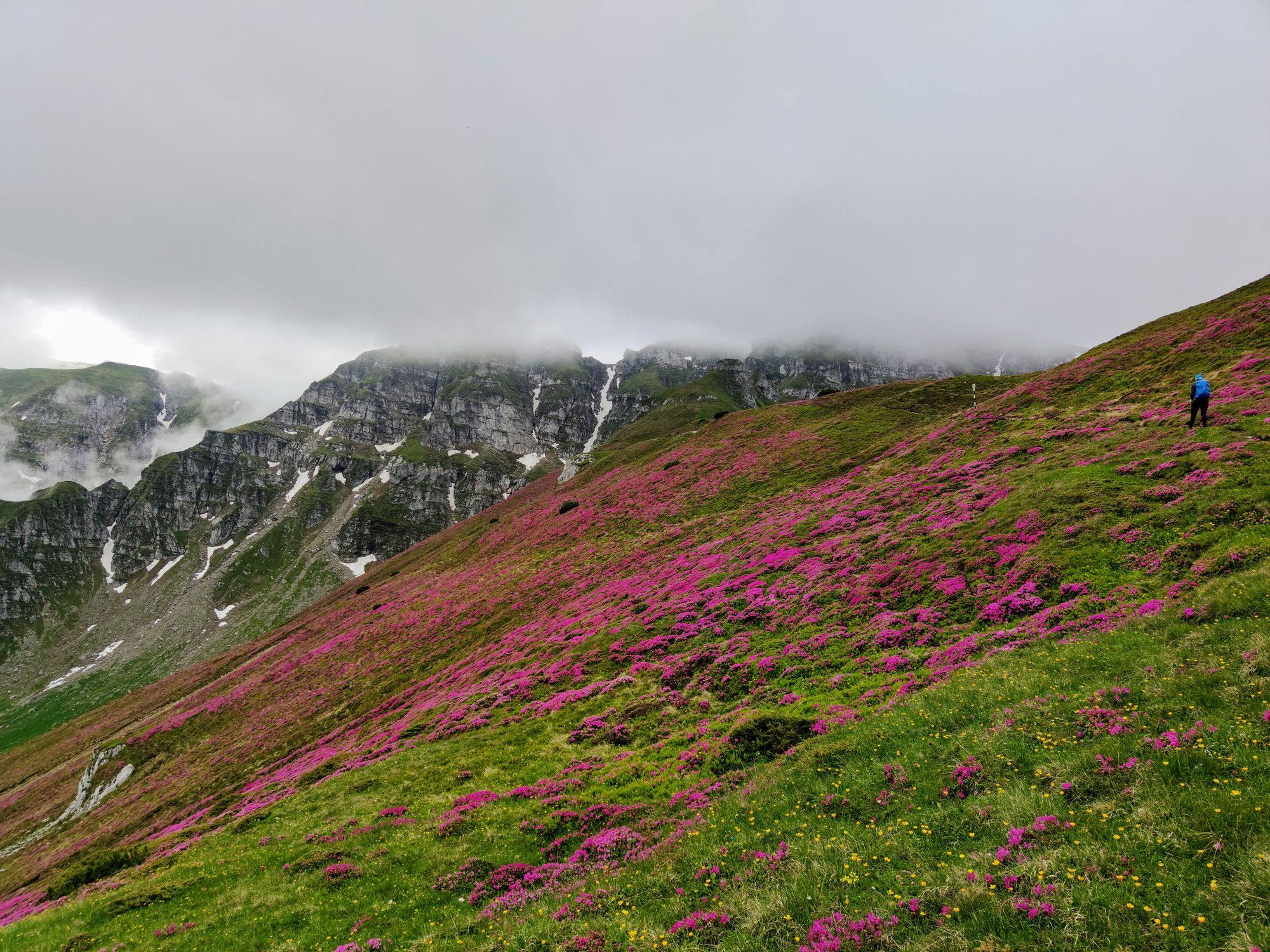 Cabana Mălăiești - Turnurile Țigănești - Vf Omu - Valea Cerbului. Rhododendron cât cuprinde